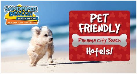 dog friendly hotels in panama city beach|Panama City Beach pet